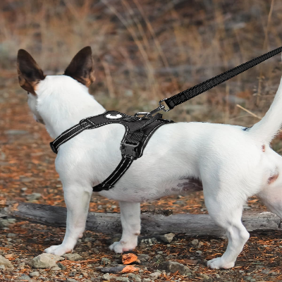 Collier Chien - DogsHarnessCollar™ - Noir