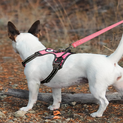 Collier Chien - DogsHarnessCollar™ - Rose Clair