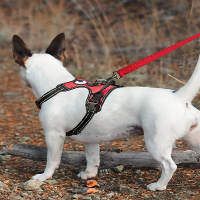 Collier Chien - DogsHarnessCollar™ - Rouge