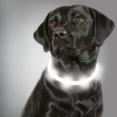 Collier Chien - DogCollarLight™ - Blanc