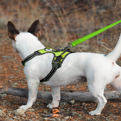 Collier Chien - DogsHarnessCollar™ - Fluorescent Vert